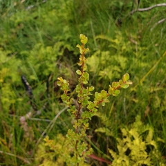 Leptospermum obovatum, photograph (c) Shelomi Doyle, some rights reserved (CC BY)
