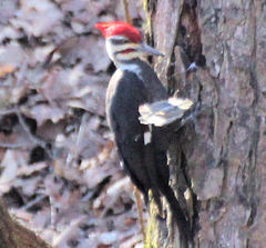 Dryocopus pileatus