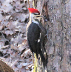 Dryocopus pileatus