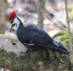 Dryocopus pileatus
