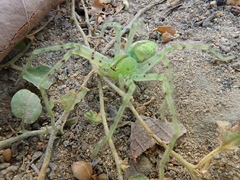 Macrinus pollexensis