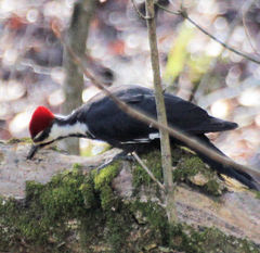 Dryocopus pileatus