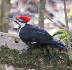 Dryocopus pileatus