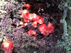 Aurantiporus pulcherrimus
