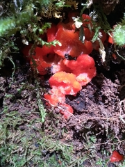 Aurantiporus pulcherrimus