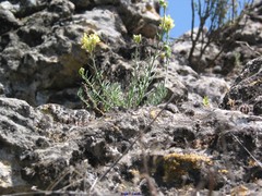 Linaria saxatilis