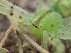 Macrinus pollexensis