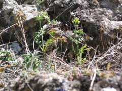 Centranthus calcitrapae