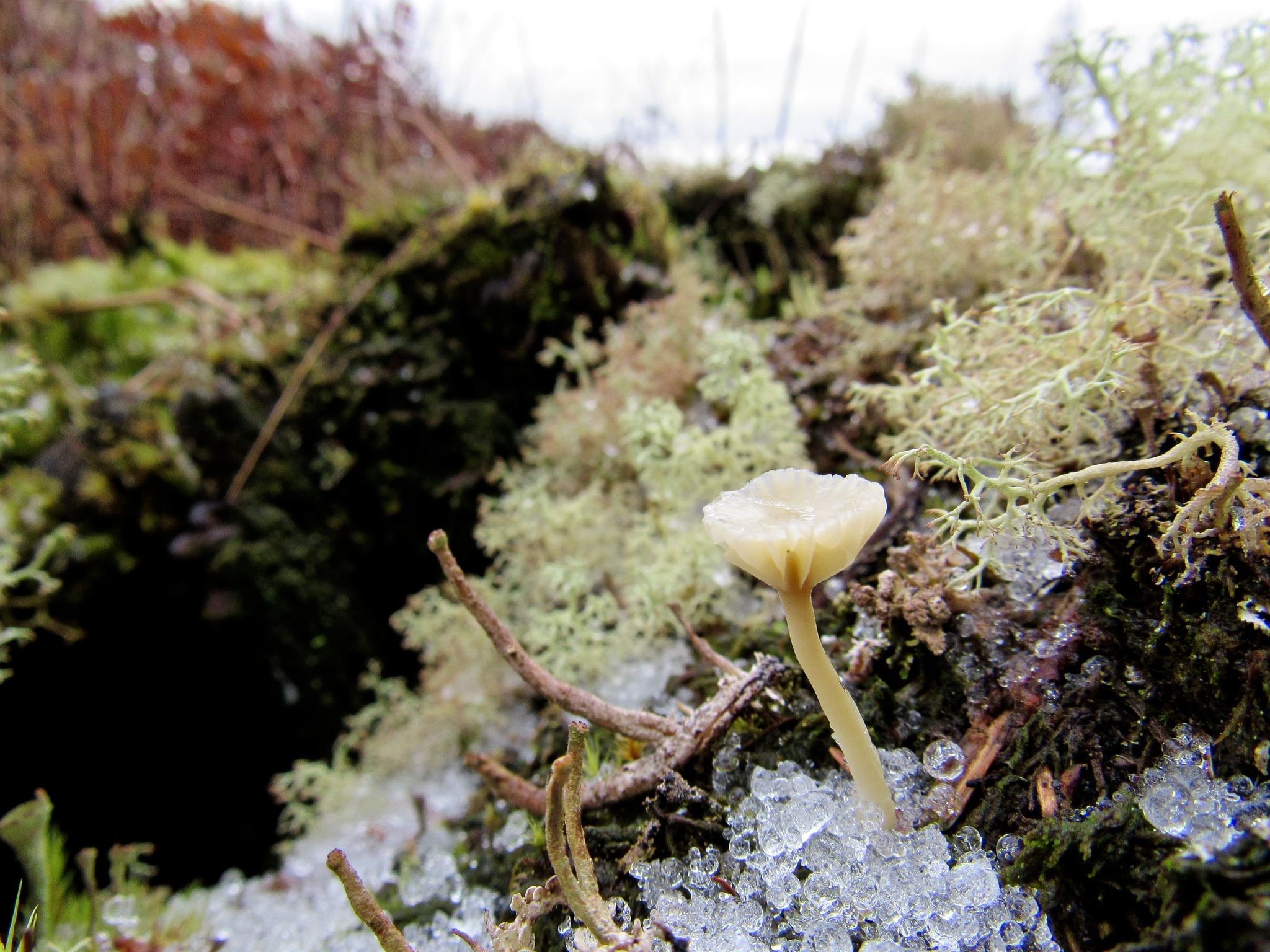 Lichenomphalia umbellifera image