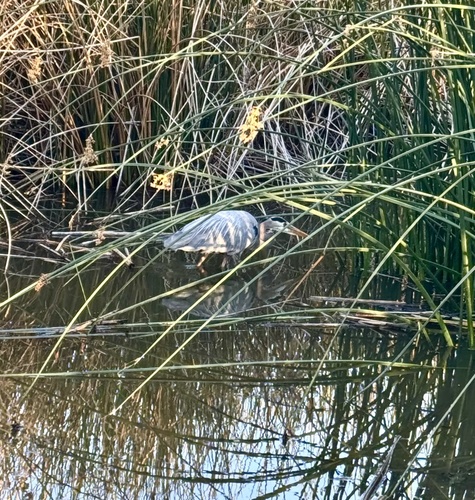iNaturalist observation photo of Great Blue Heron