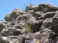 Biscutella valentina