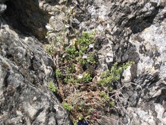 Chaenorhinum robustum