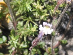 Chaenorhinum robustum