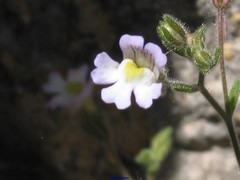 Chaenorhinum robustum