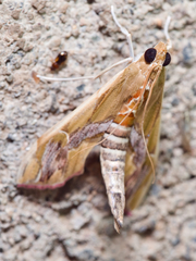 Agathodes ostentalis