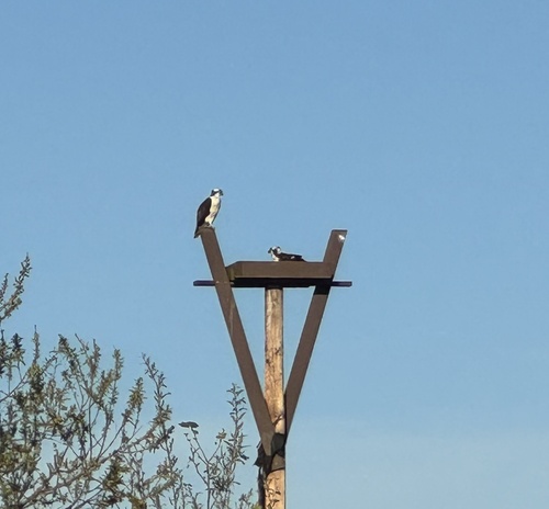 iNaturalist observation photo of Osprey