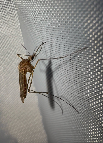 Unknown species found near Sherwood Trail, Grey Forest, TX, US