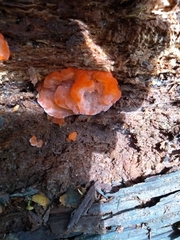 Aurantiporus pulcherrimus