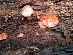 Aurantiporus pulcherrimus