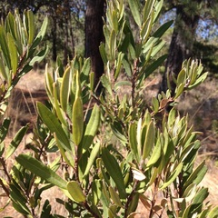 Comarostaphylis