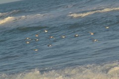 Calidris canutus rufa