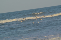 Calidris canutus rufa