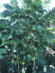 Polyscias scutellaria