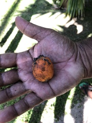 Areca catechu