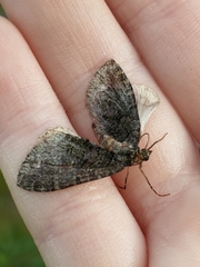 Hydriomena nubilofasciata