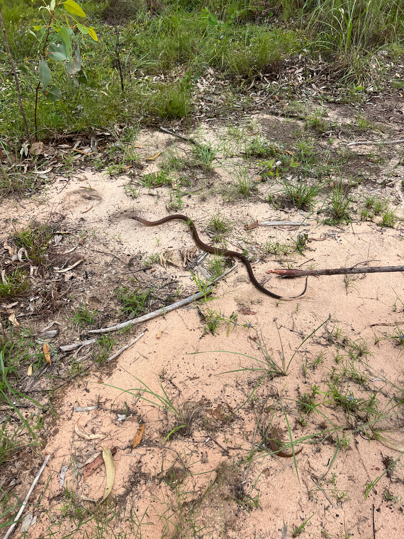 Pygmy Mulga Snake photo 4