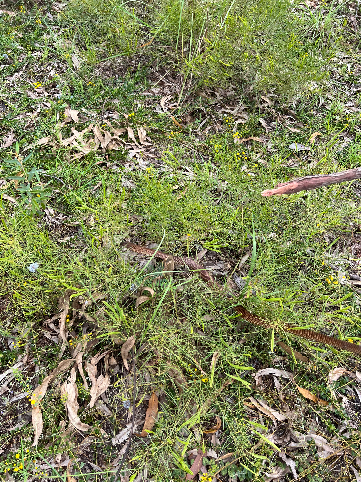 Pygmy Mulga Snake photo 3