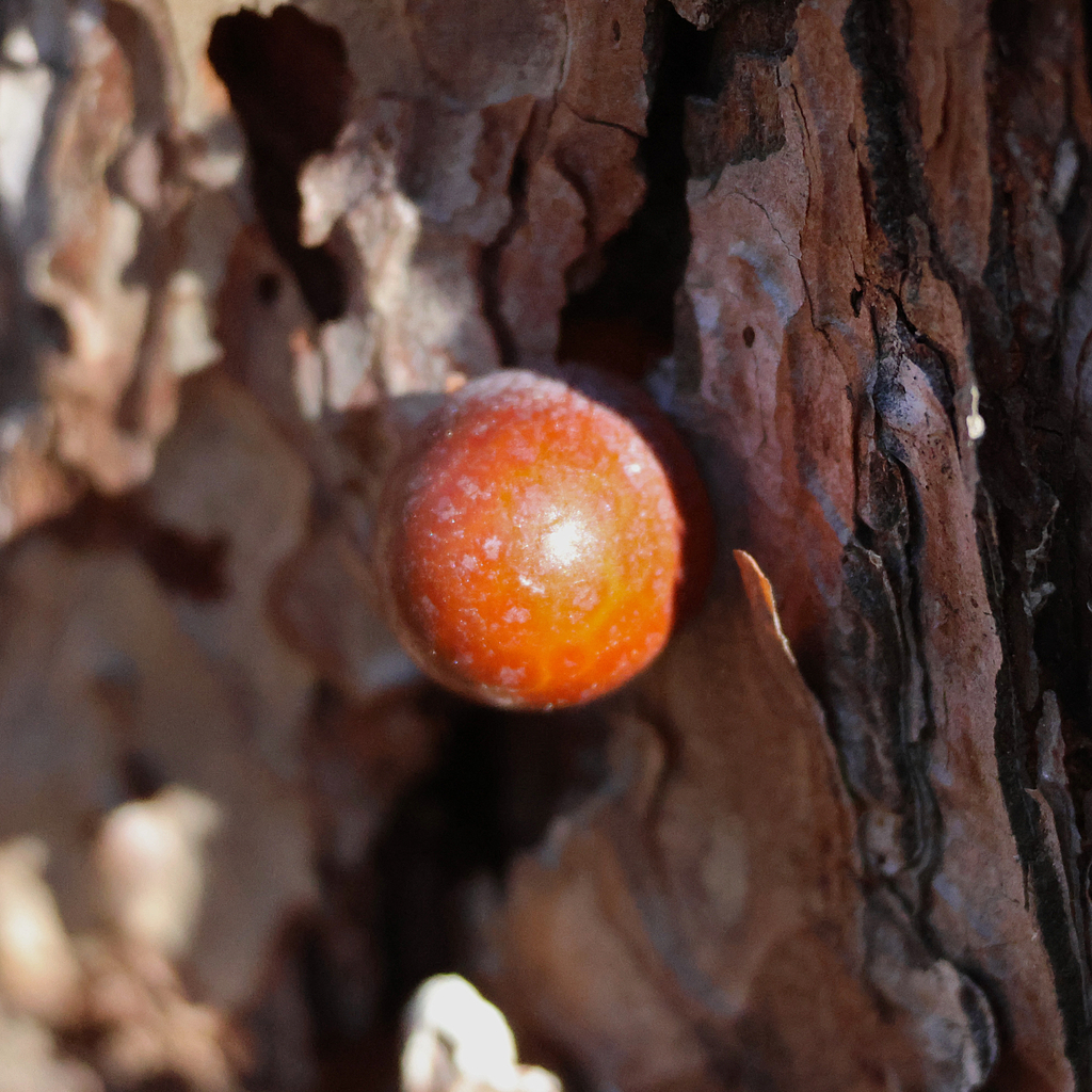 Cryptoporus