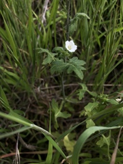 Nemophila parviflora