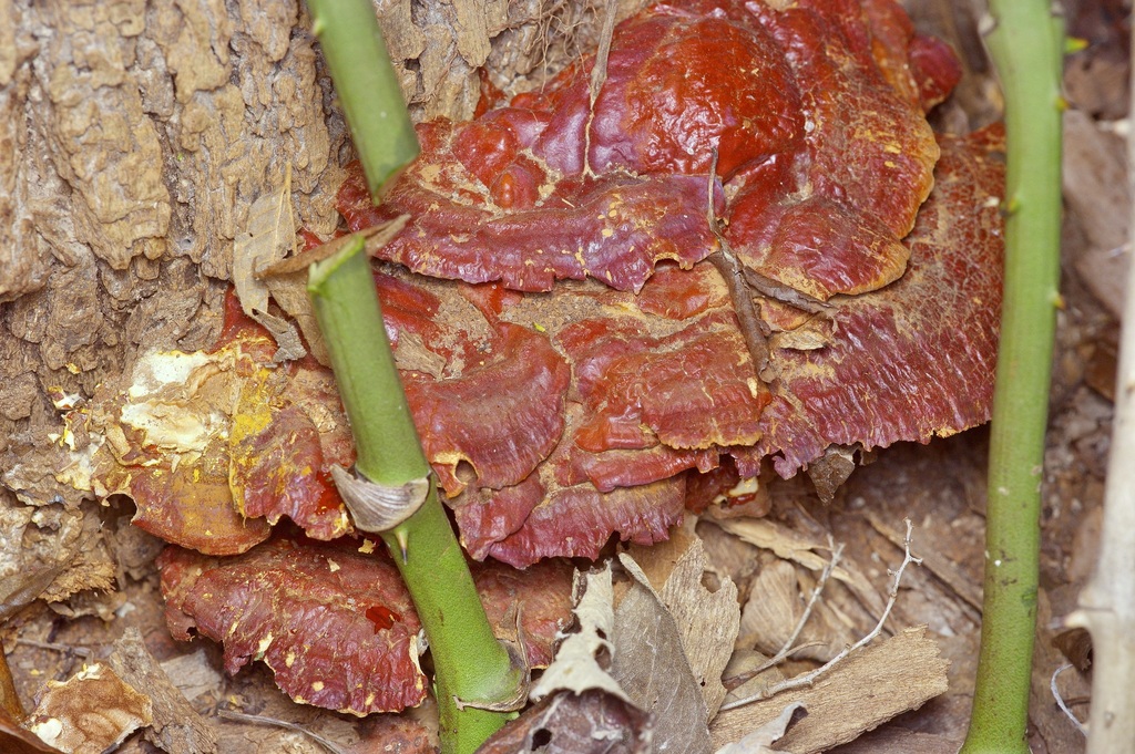 Ganoderma sessile · February 2026 · photo: © pufferchung (iNaturalist, cc-by)