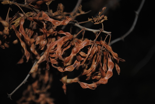 Catclaw Mimosa (Mimosa biuncifera)