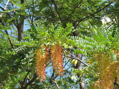 Alvaradoa amorphoides, photograph (c) Alexis López Hernández, some rights reserved (CC BY)