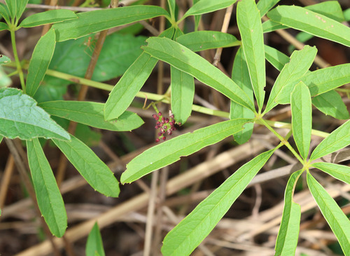 djabaru (Ampelocissus acetosa)