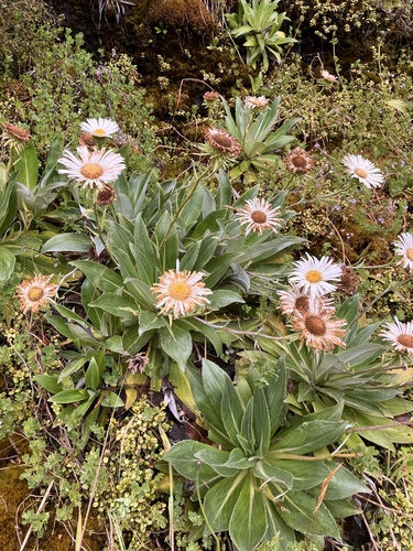 Celmisia holosericea, photograph 5