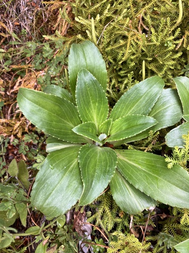 Celmisia holosericea, photograph 6