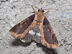 Ercheia dubia