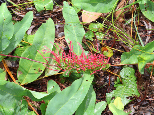 Good's grevillea (Grevillea goodii)
