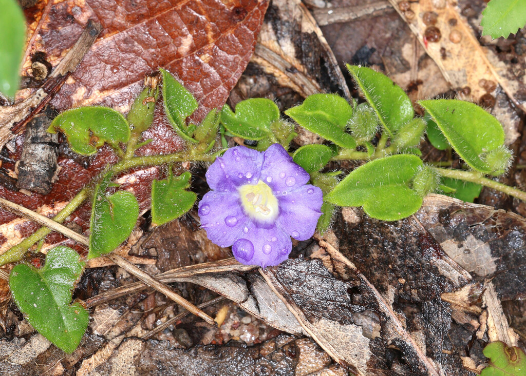 Bonamia brevifolia (Bonamia brevifolia)