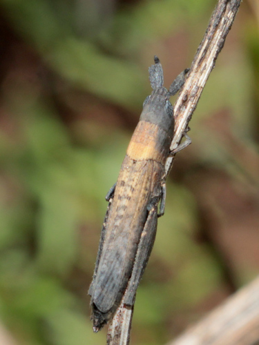 Hyperocnocerus sulculatus