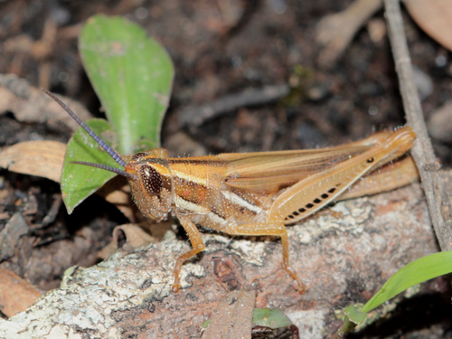 Catantopsilus grammicus