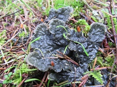 Peltigera neopolydactyla