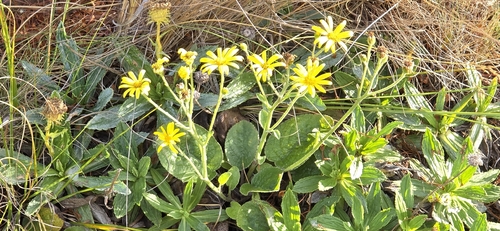 Brachyglottis southlandica observed 2026-02-25