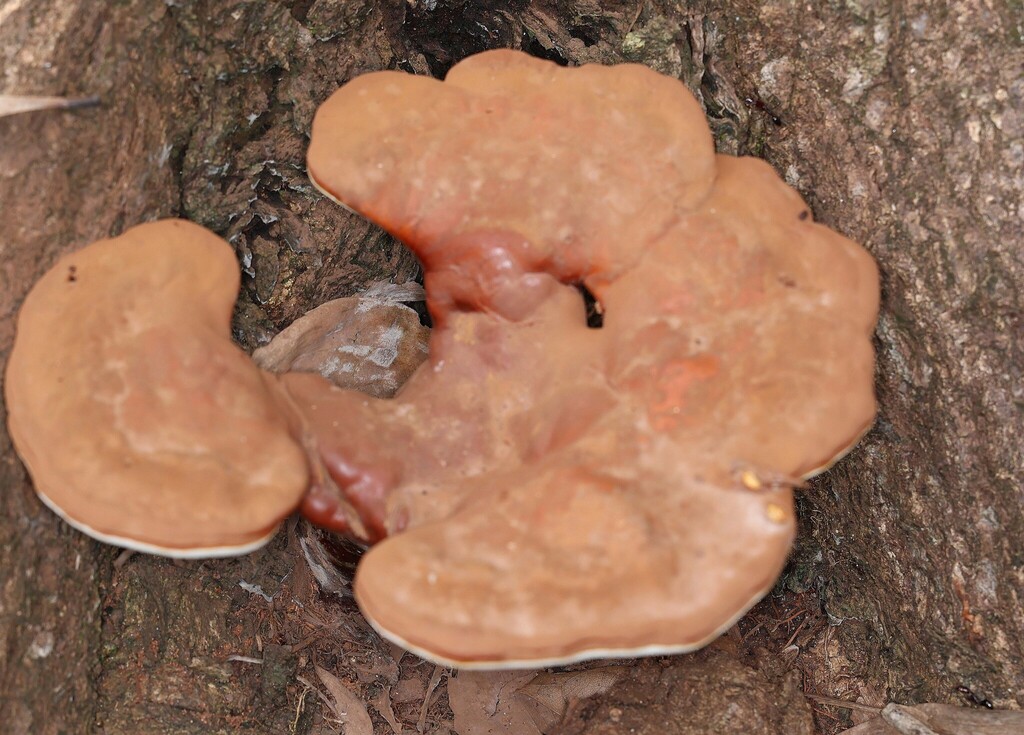 Ganoderma steyaertianum