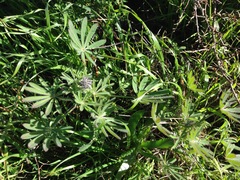 Lupinus guadalupensis