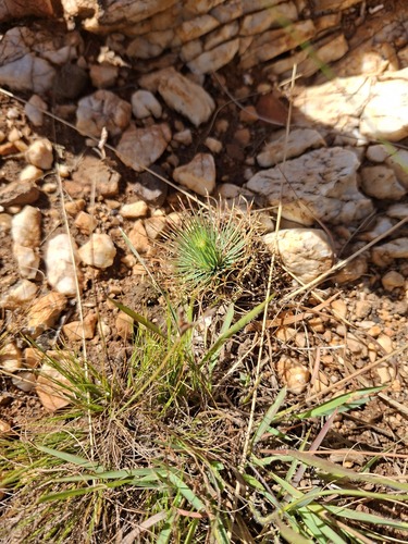 Psammotropha myriantha, 2026-02-25