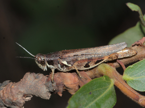 Catantops melanostictus